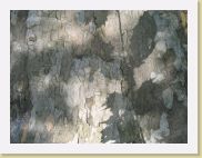 2005-10-28 13-57-09 DeYeuro 37,6mm 1_60_eme F5,6 * 2592 x 1944 * (3.44MB)